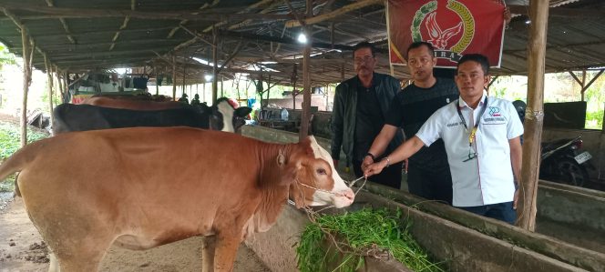 
 SIRA dan PST Bayar Nasar Dengan Cara Memotong Sapi Atas Keberhasilan KPK RI Menetapkan Bupati Muara Enim Sebagai Tersangka Kasus Gratifikasi