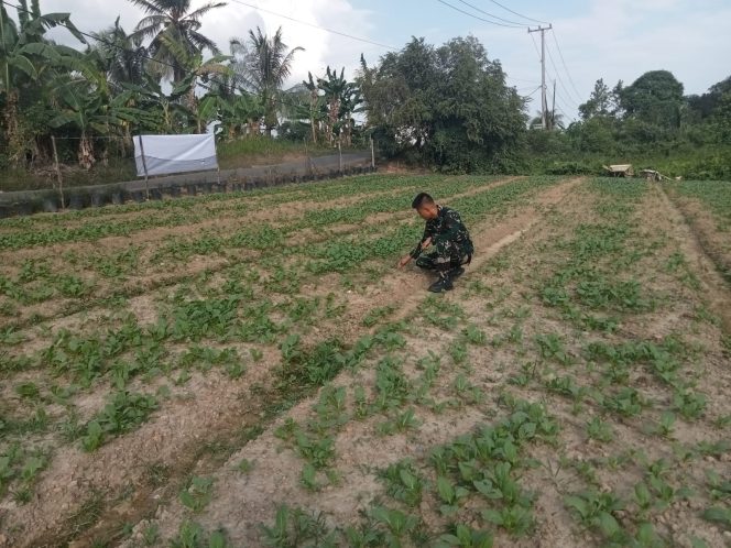 
 Satgas TMMD Ke-129 Kodim 0418/Palembang Kembangkan Lahan Ketahanan Pangan Terpadu Dukung Swasembada Pangan Warga