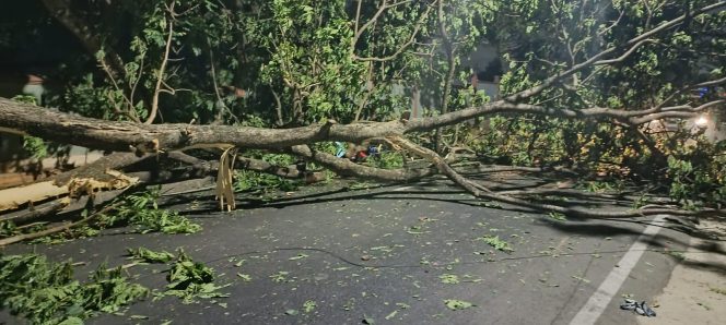 
 Pohon Tumbang di Bambang Utoyo Palembang, Warga Minta Dinas Terkait Segera Bertindak