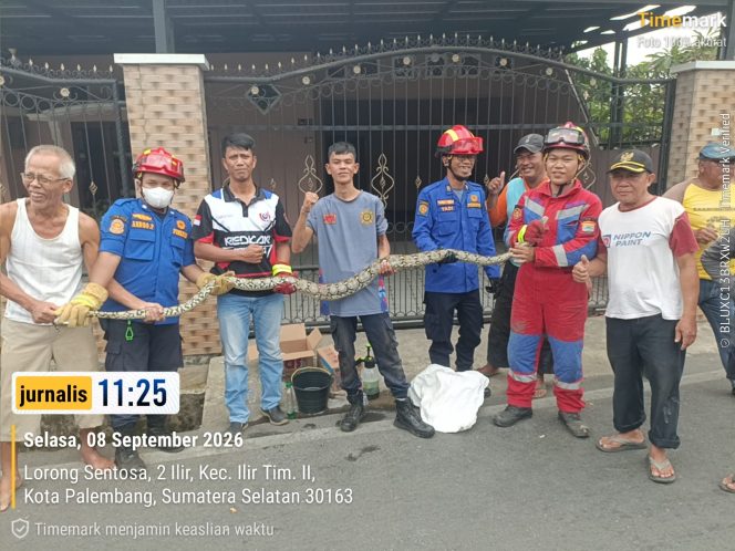 
 Damkar Palembang Evakuasi Ular Sanca Kembang Sepanjang Lebih dari 3 Meter di 2 Ilir