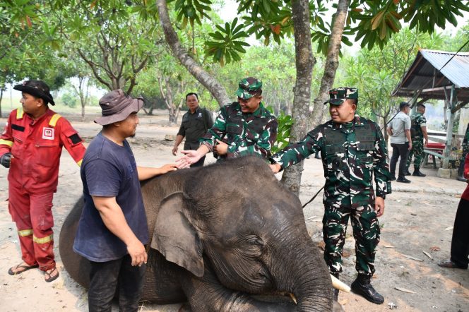 
 Peduli Konservasi, Danrem 044/Gapo Cek Langsung Kondisi Gajah Padang Sugihan