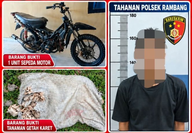 
 Tim Macan Putih Rambang Bekuk Residivis Curat, Kasus Hilangnya 40 Kg Getah Karet Terungkap